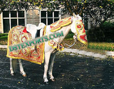 INDIAN WEDDING HORSE DRESS